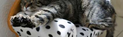 Как фотографировать домашних животных