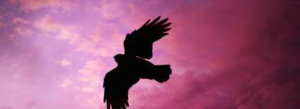 How to photograph birds