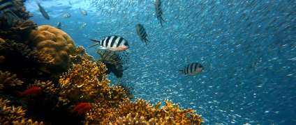 Как сделать фото под водой