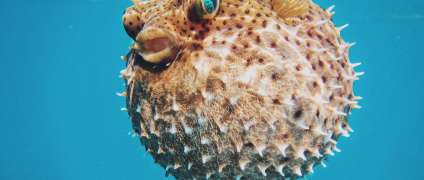 Как сделать фото под водой