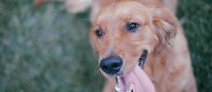 Как фотографировать домашних животных