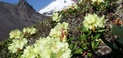 Передний план в горах