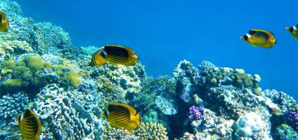 Как сделать фото под водой