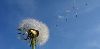 Як зробити фото крупним планом.