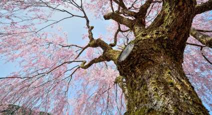 Як зробити класні фото навесні