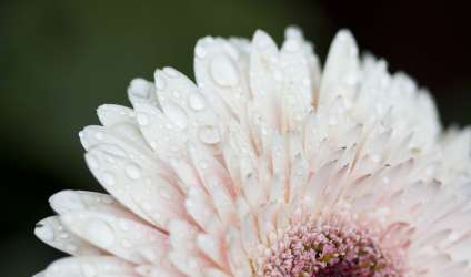 фотографії квітів