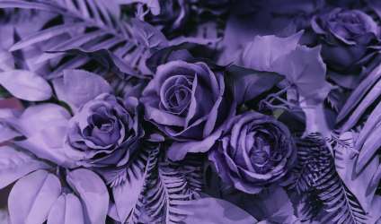 фотографії квітів