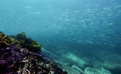 Как сделать фото под водой
