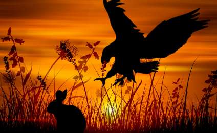 Silhouette photography