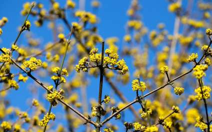 Як зробити класні фото навесні.