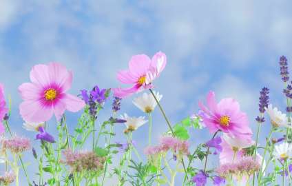 фотографії квітів