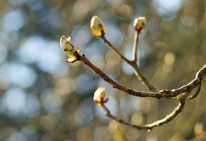 Як зробити круті фото навесні