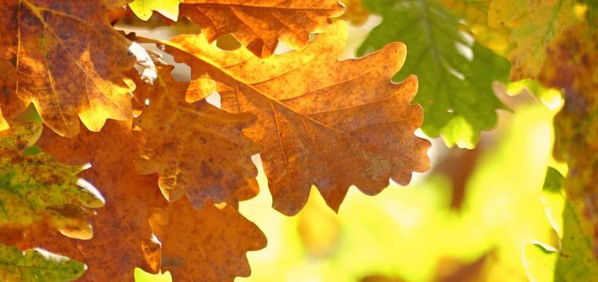 Осенние фото идеи