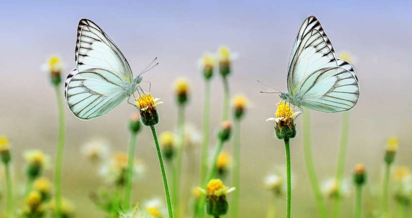 How to take nature photos