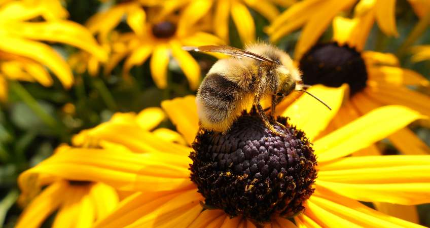 Beautiful close-up photos of nature
