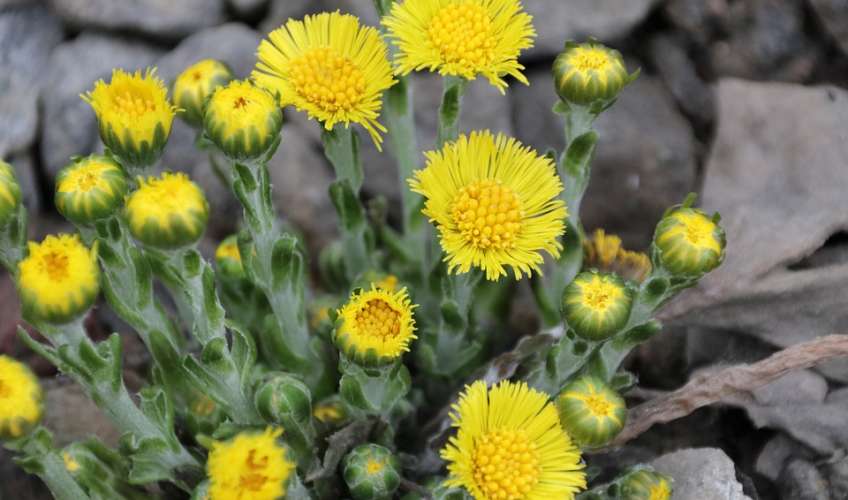 Як зробити класні фото навесні