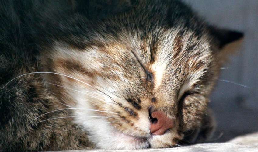 Ідеї для домашньої фотосесії