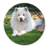 Заказать набор круглых магнитов на холодильник