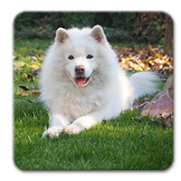 Заказать квадратные магниты с закругленными уголками на холодильник